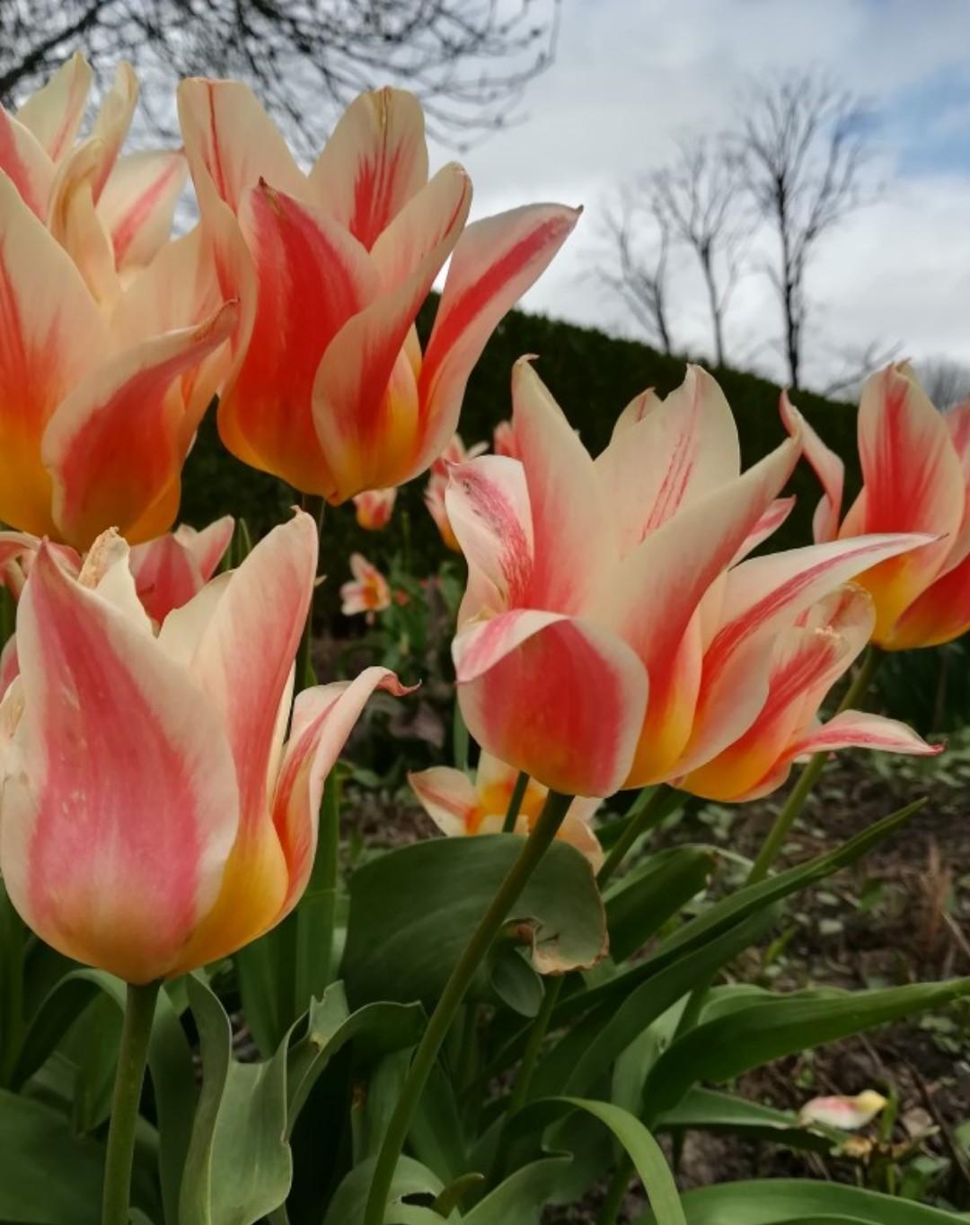 Tulip, Greigii, 'quebec' - View 13 from www redcrocus com