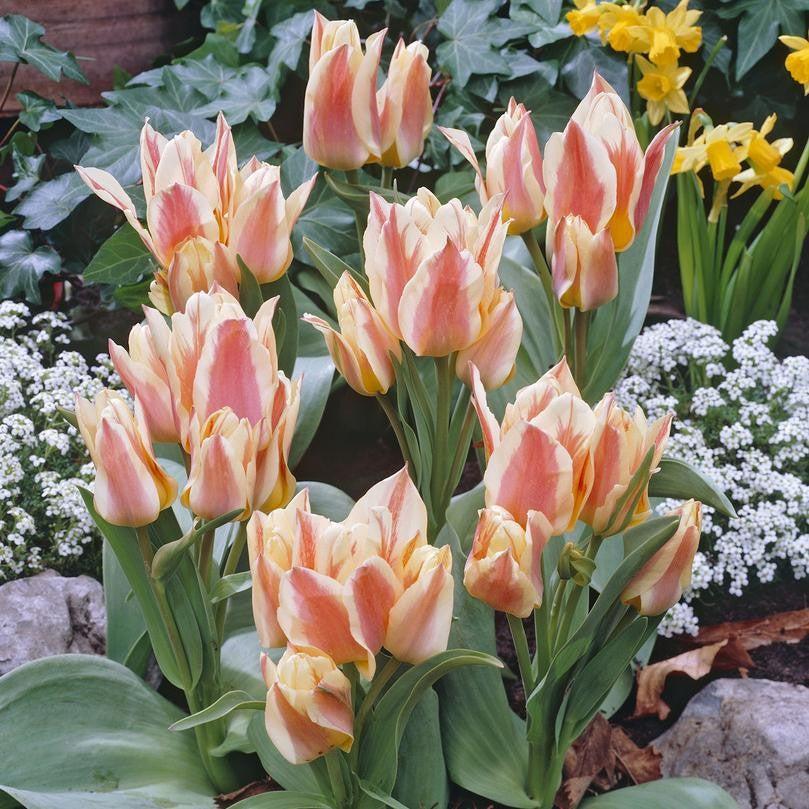 Tulip, Greigii, 'quebec' - View 14 from www redcrocus com