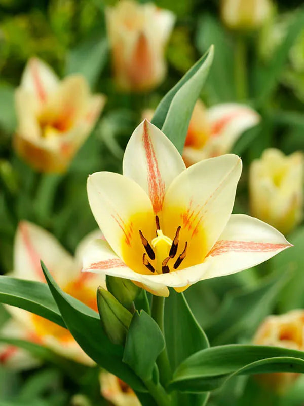 Tulip, Greigii, 'quebec' - View 16 from www redcrocus com