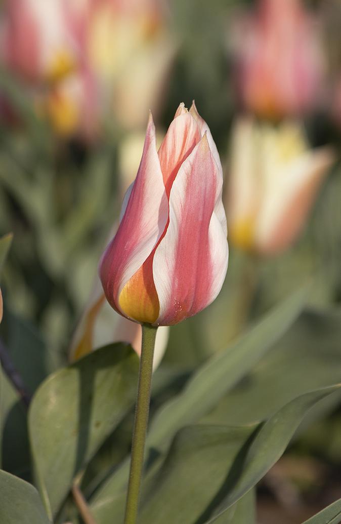 Tulip, Greigii, 'quebec' - View 17 from www redcrocus com