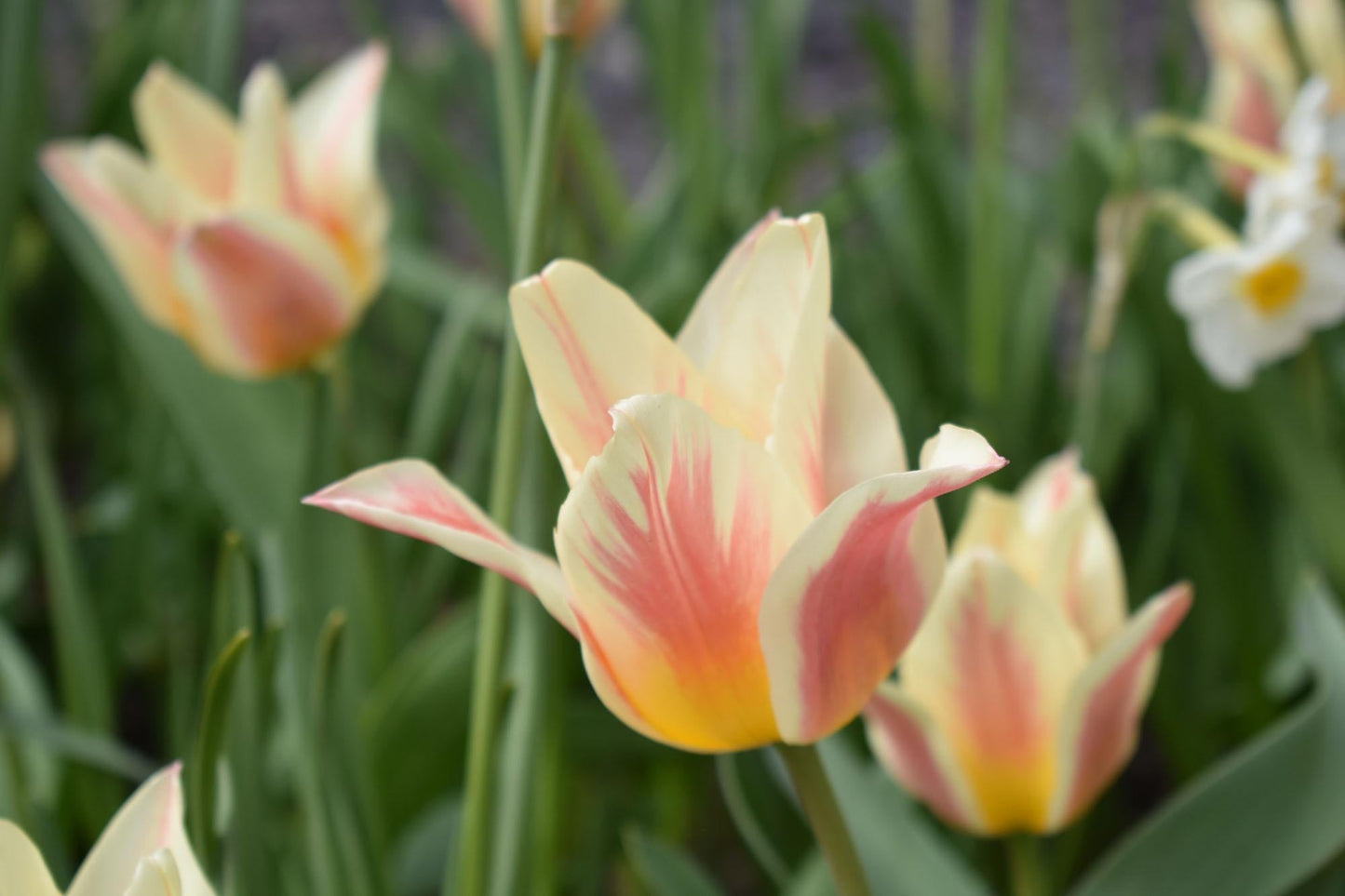 Tulip, Greigii, 'quebec' - View 20 from www redcrocus com