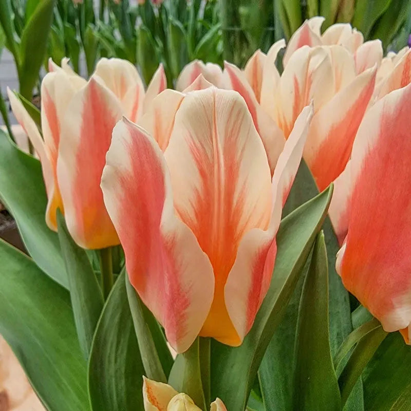 Tulip, Greigii, 'quebec' - View 21 from www redcrocus com