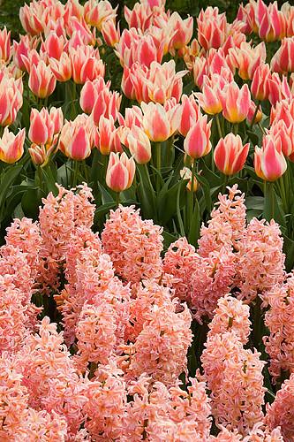 Tulip, Greigii, 'quebec' - View 22 from www redcrocus com
