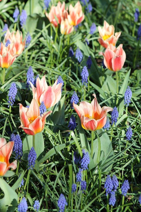 Tulip, Greigii, 'quebec' - View 23 from www redcrocus com