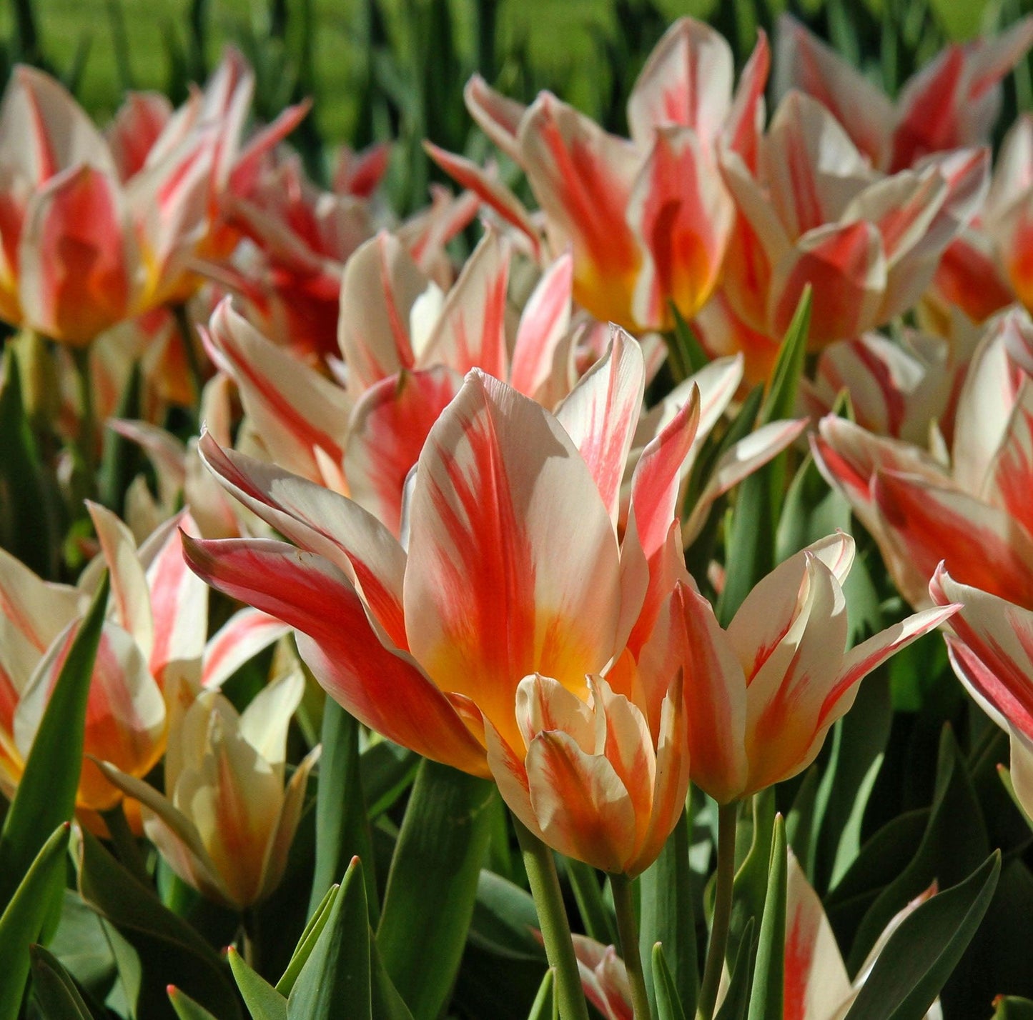 Tulip, Greigii, 'quebec' - View 25 from www redcrocus com