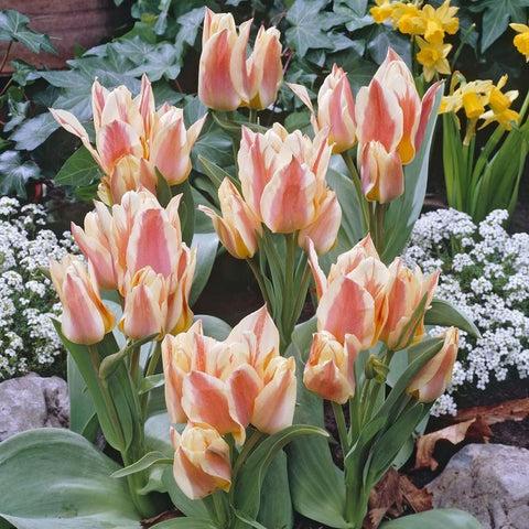 Tulip, Greigii, 'quebec' - View 26 from www redcrocus com