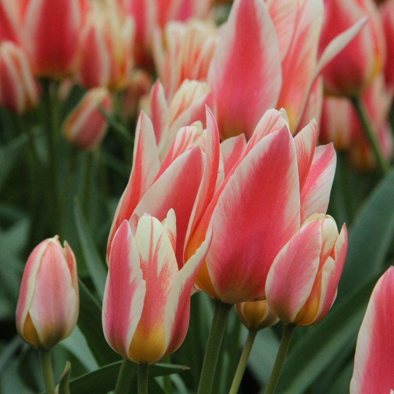 Tulip, Greigii, 'quebec' - View 27 from www redcrocus com