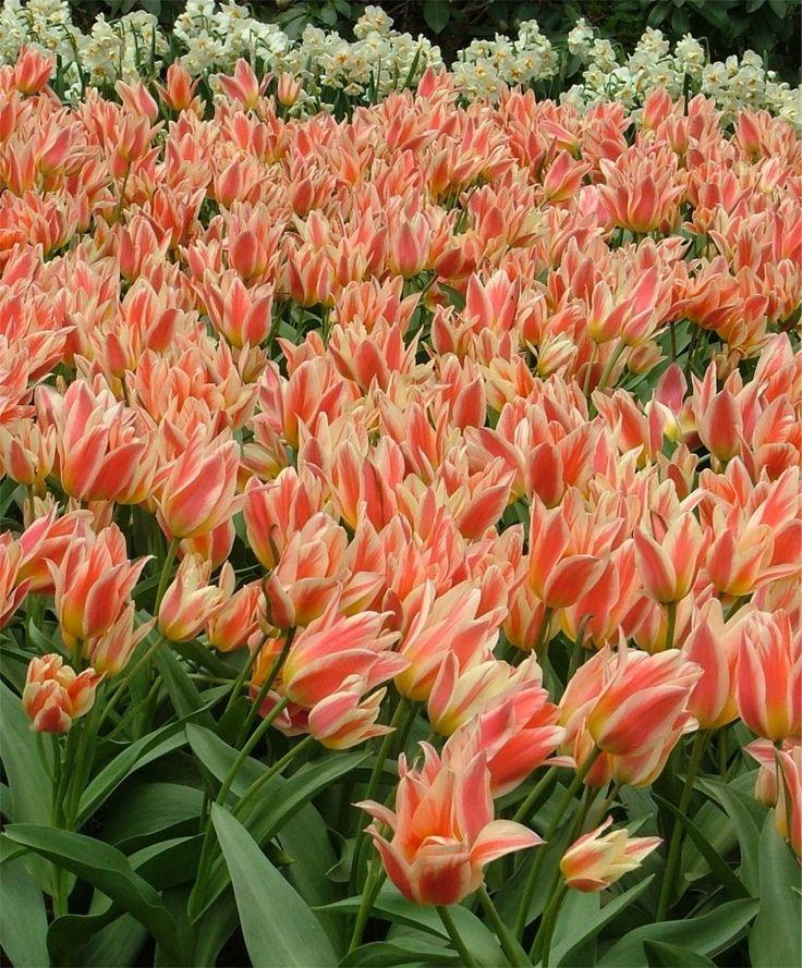 Tulip, Greigii, 'quebec' - View 28 from www redcrocus com