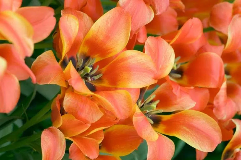 Tulip, Greigii, 'quebec' - View 29 from www redcrocus com