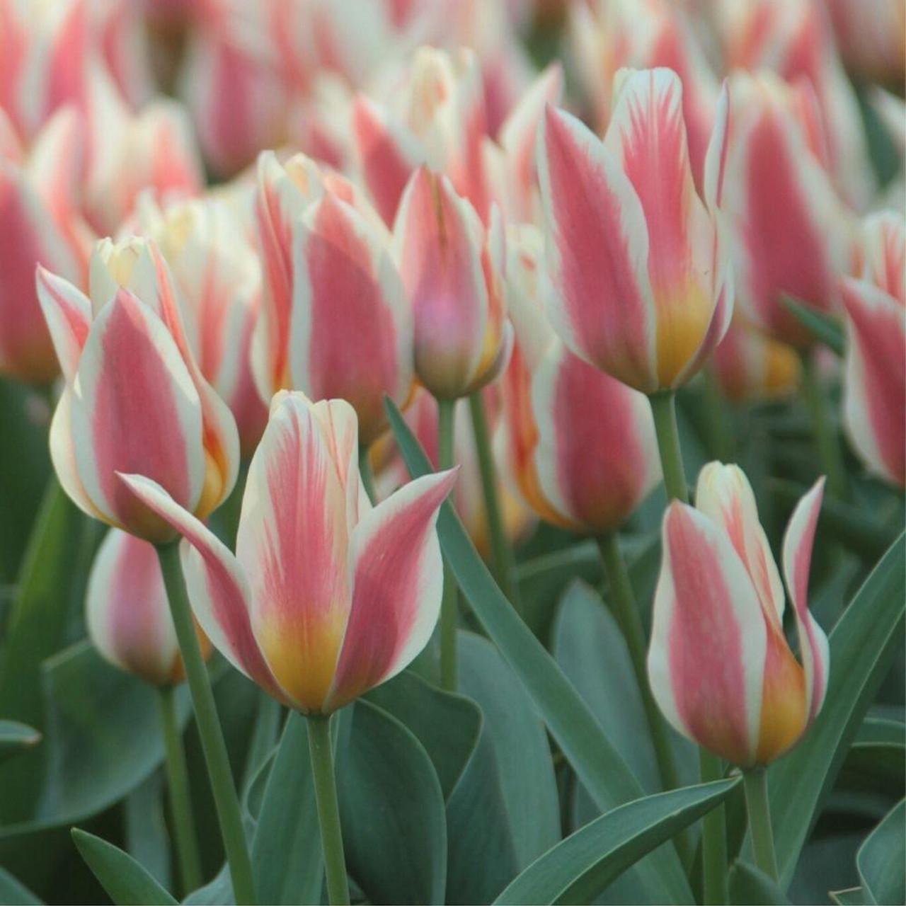 Tulip, Greigii, 'quebec' - View 2 from www redcrocus com