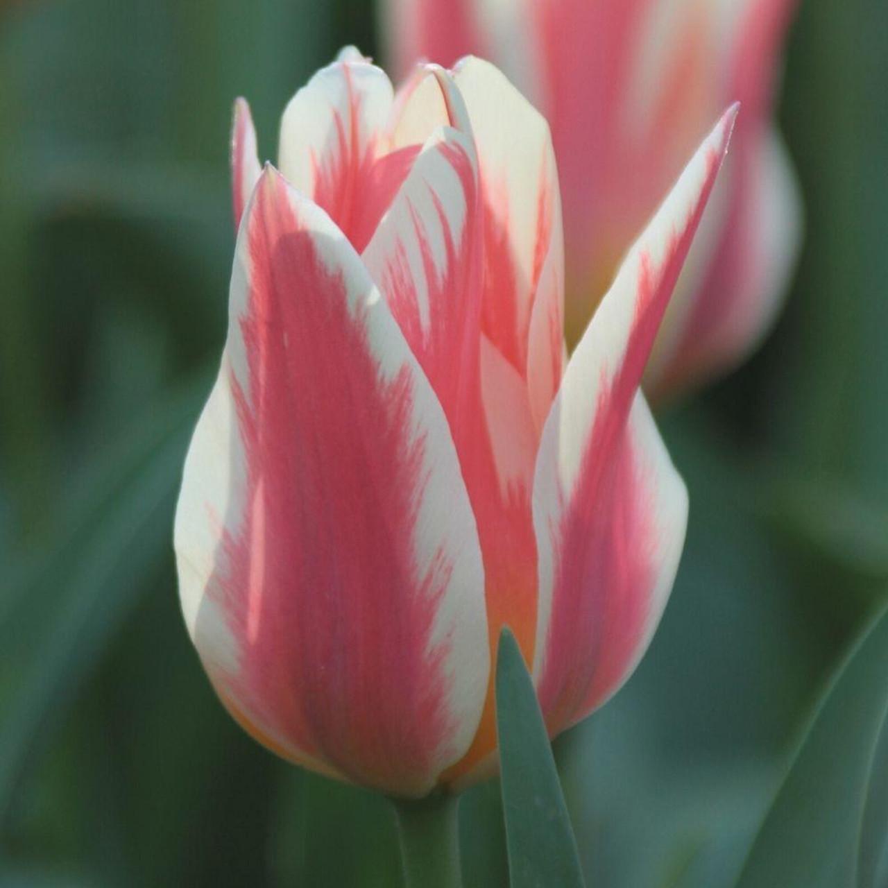 Tulip, Greigii, 'quebec' - View 3 from www redcrocus com