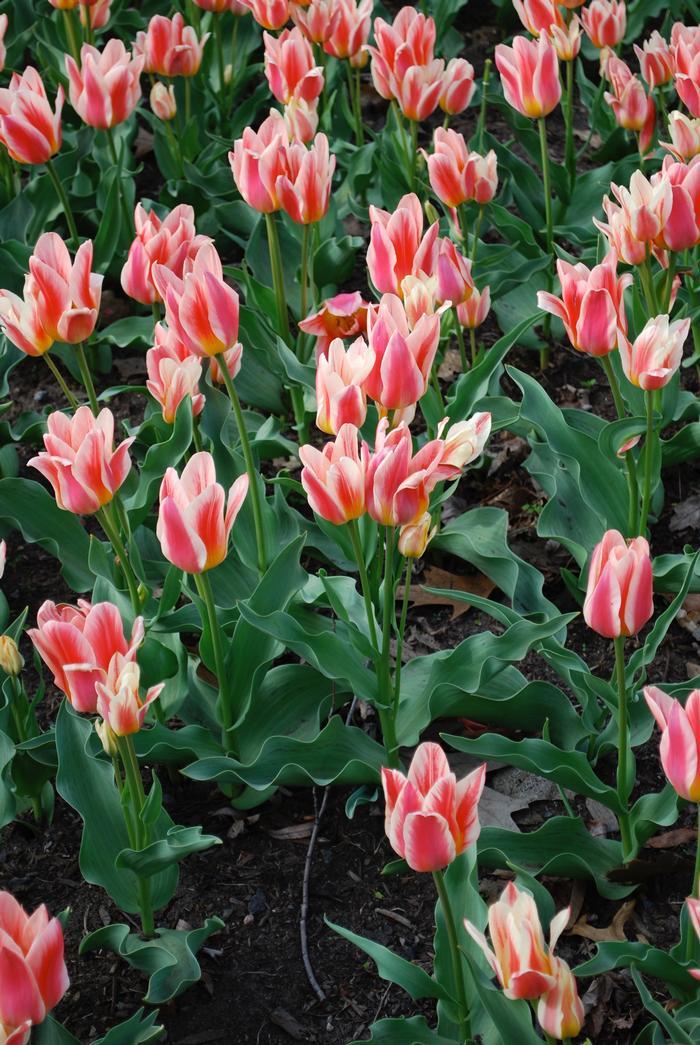 Tulip, Greigii, 'quebec' - View 4 from www redcrocus com