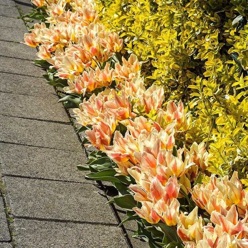Tulip, Greigii, 'quebec' - View 5 from www redcrocus com