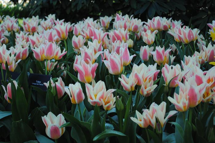 Tulip, Greigii, 'quebec' - View 6 from www redcrocus com