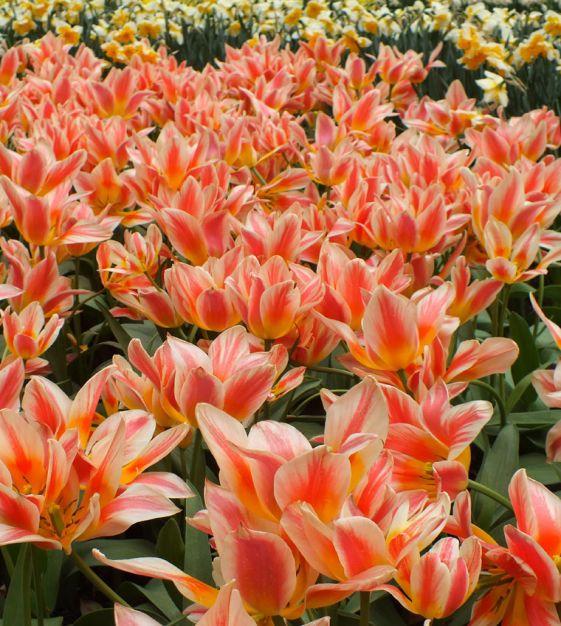 Tulip, Greigii, 'quebec' - View 7 from www redcrocus com