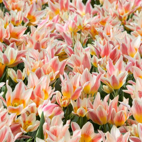 Tulip, Greigii, 'quebec' - View 8 from www redcrocus com