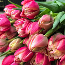Columbus' Double Early Tulip-Pink-Excellent cut flower 125 in Box