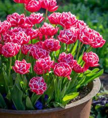 Columbus' Double Early Tulip-Pink-Excellent cut flower 125 in Box