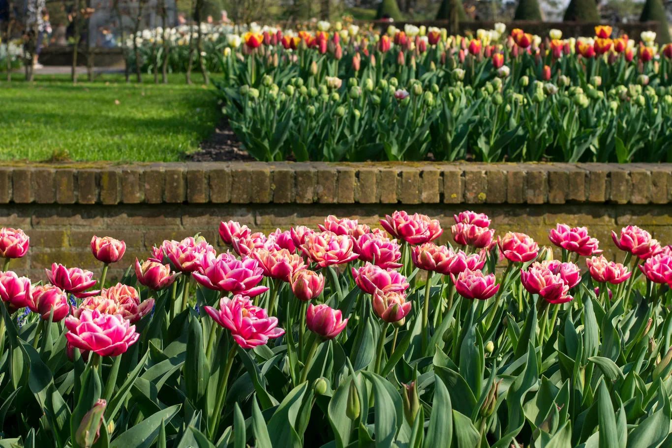 Columbus' Double Early Tulip-Pink-Excellent cut flower 125 in Box