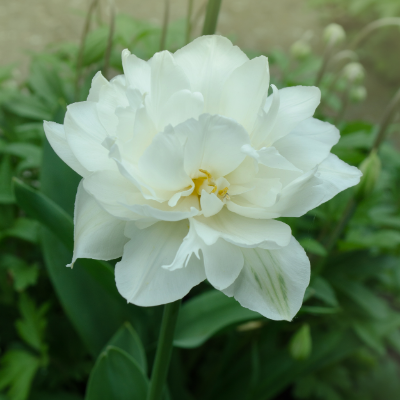 Tulip, Double Early, 'mondial', White - View 10 from www redcrocus com