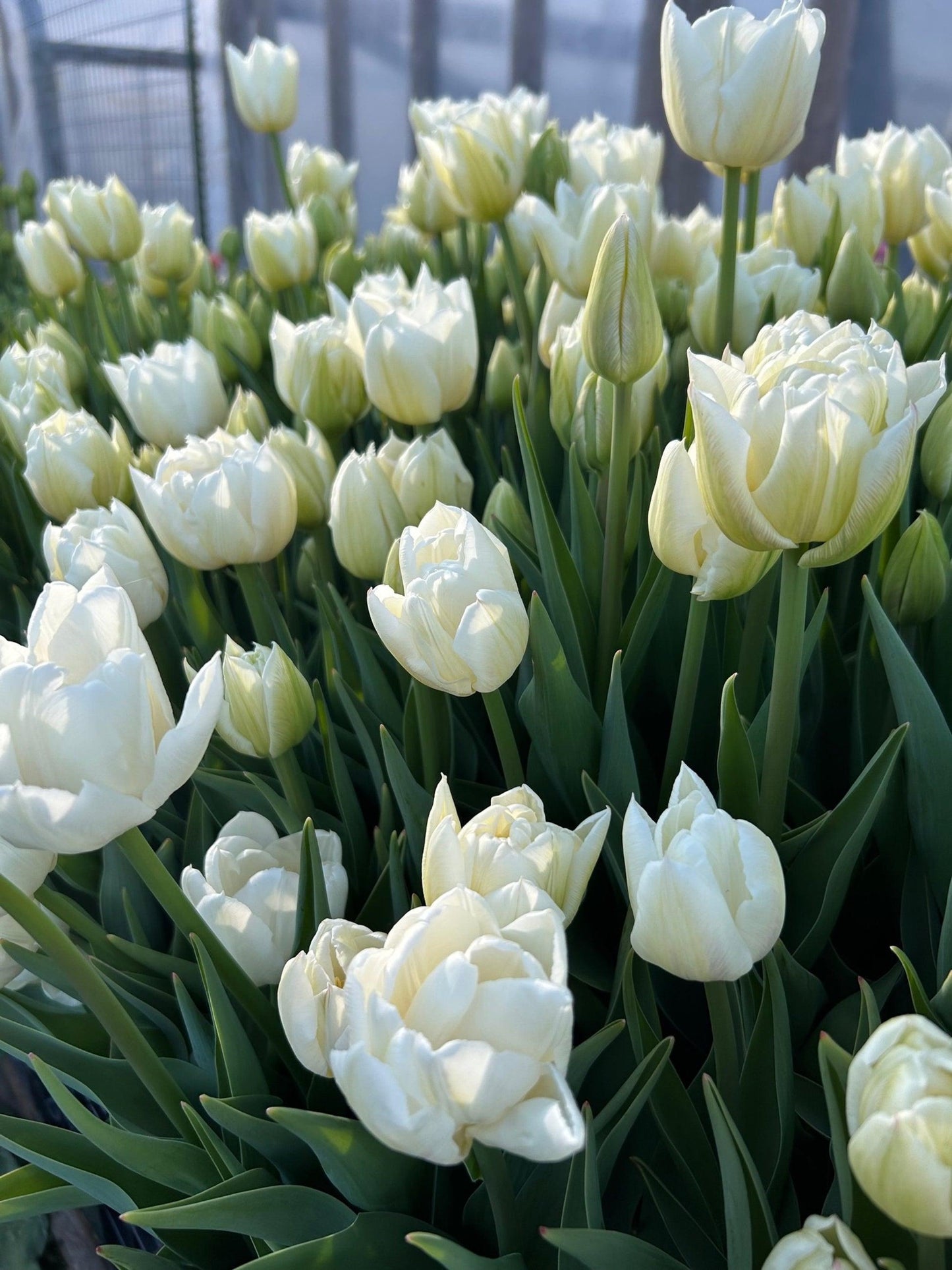 Tulip, Double Early, 'mondial', White - View 12 from www redcrocus com