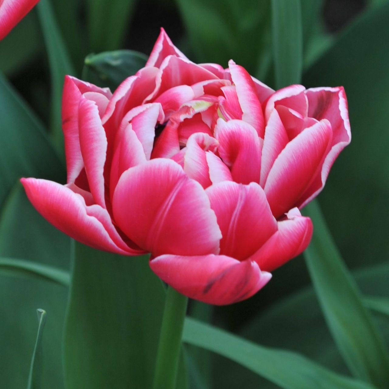 Tulip, Double Early, 'mondial', White - View 13 from www redcrocus com