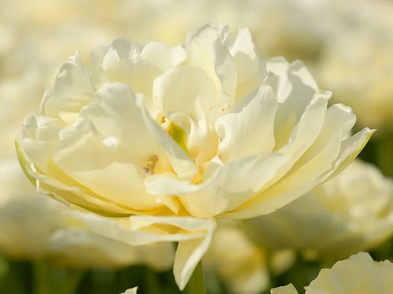 Tulip, Double Early, 'mondial', White - View 15 from www redcrocus com