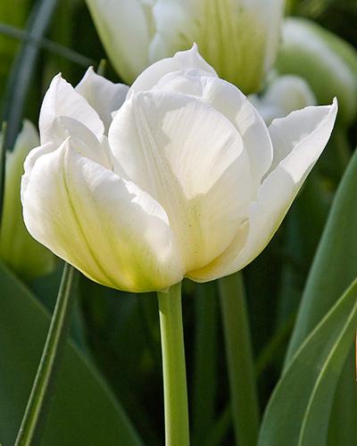 Tulip, Double Early, 'mondial', White - View 17 from www redcrocus com