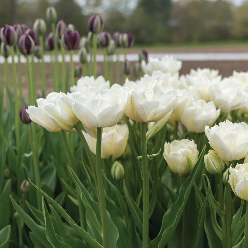 Tulip, Double Early, 'mondial', White - View 18 from www redcrocus com