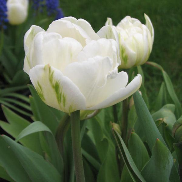 Tulip, Double Early, 'mondial', White - View 20 from www redcrocus com