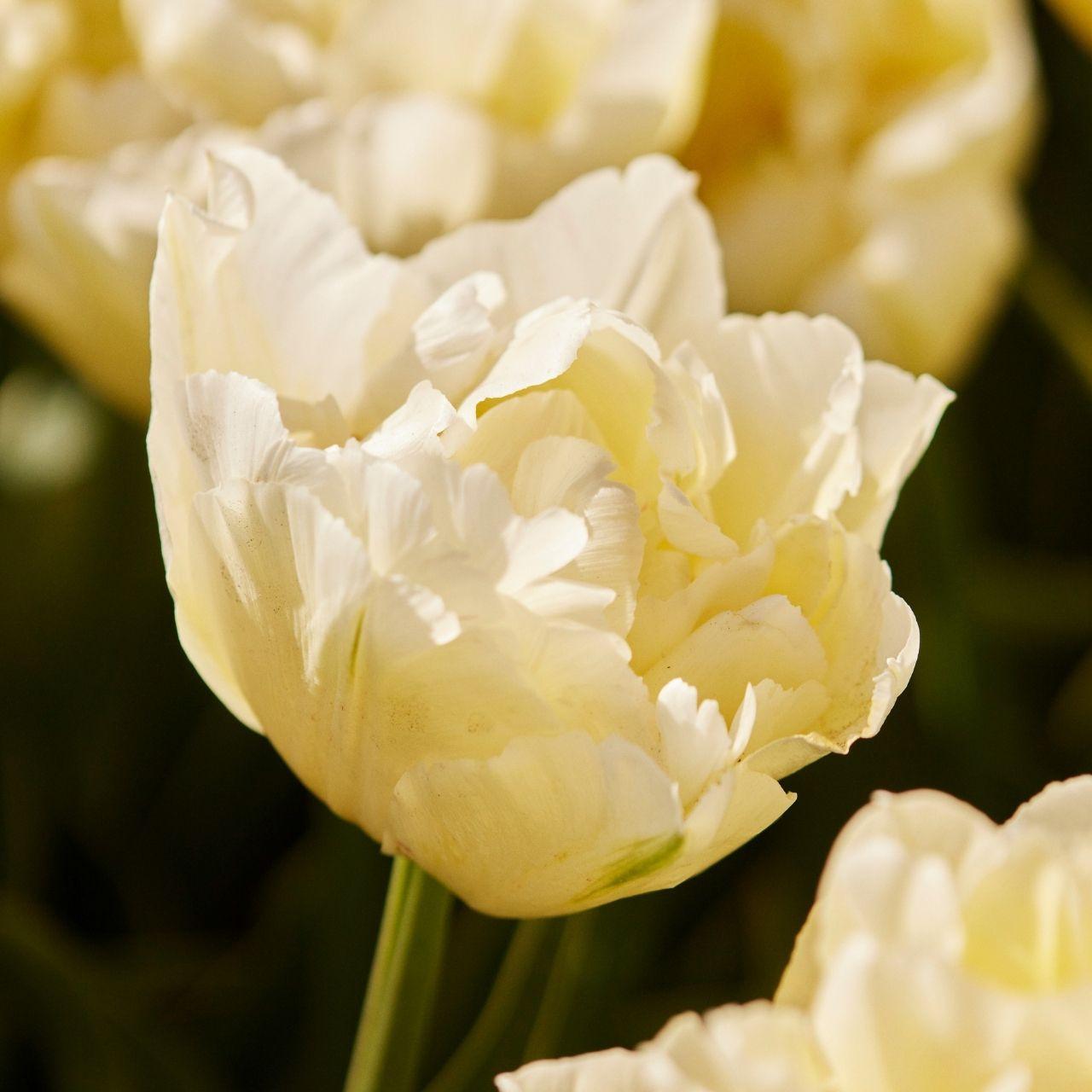 Tulip, Double Early, 'mondial', White - View 21 from www redcrocus com