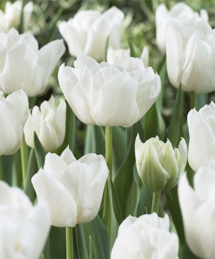 Tulip, Double Early, 'mondial', White - View 22 from www redcrocus com