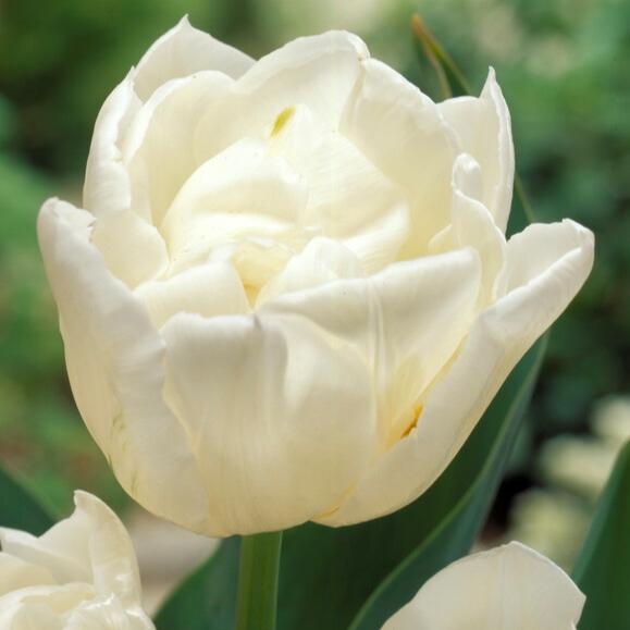 Tulip, Double Early, 'mondial', White - View 23 from www redcrocus com