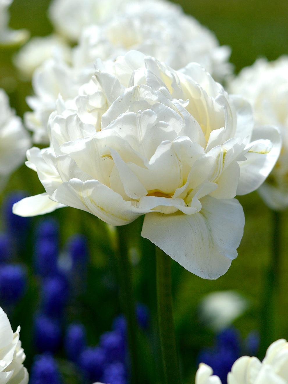 Tulip, Double Early, 'mondial', White - View 24 from www redcrocus com