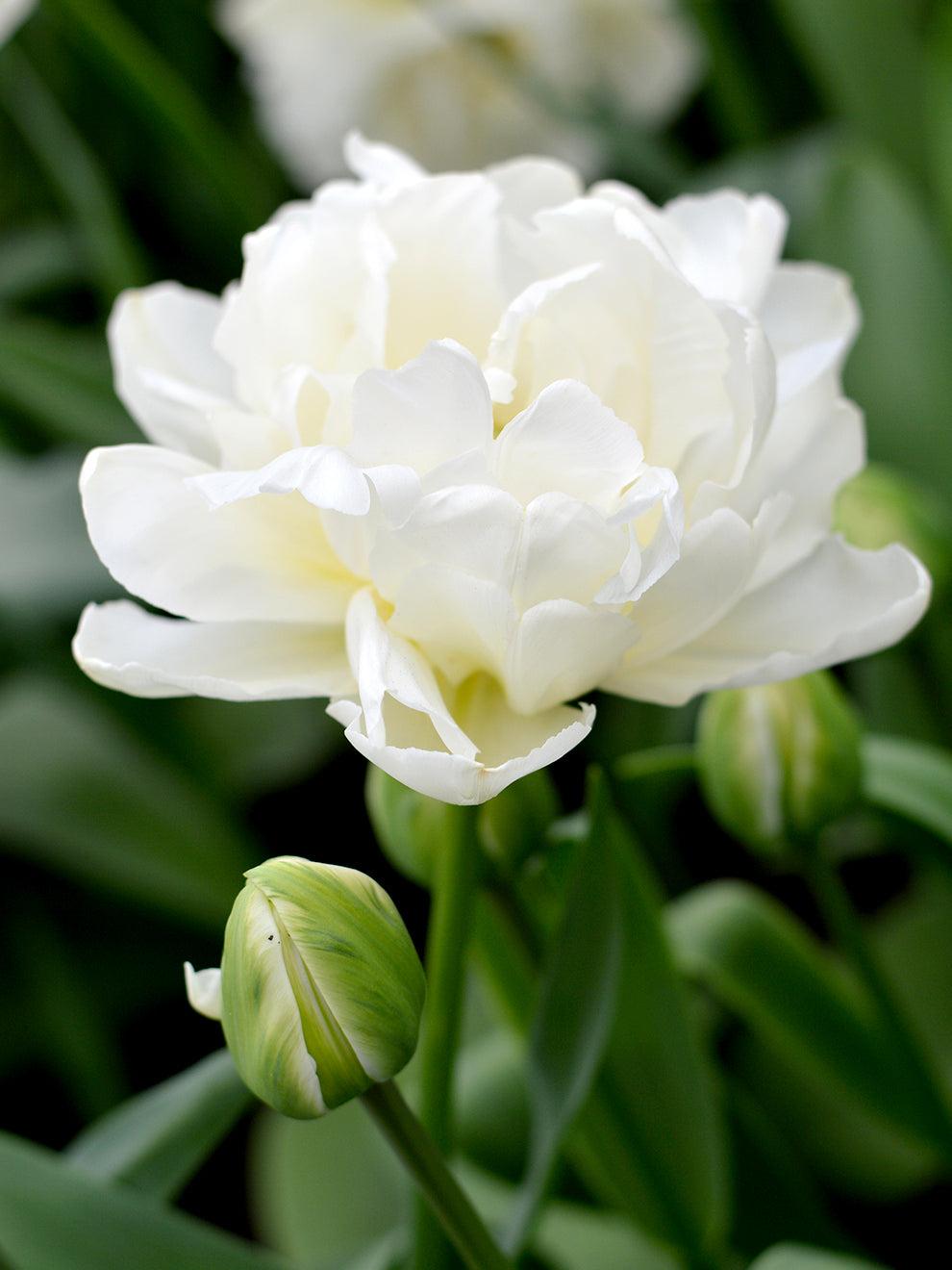 Tulip, Double Early, 'mondial', White - View 2 from www redcrocus com