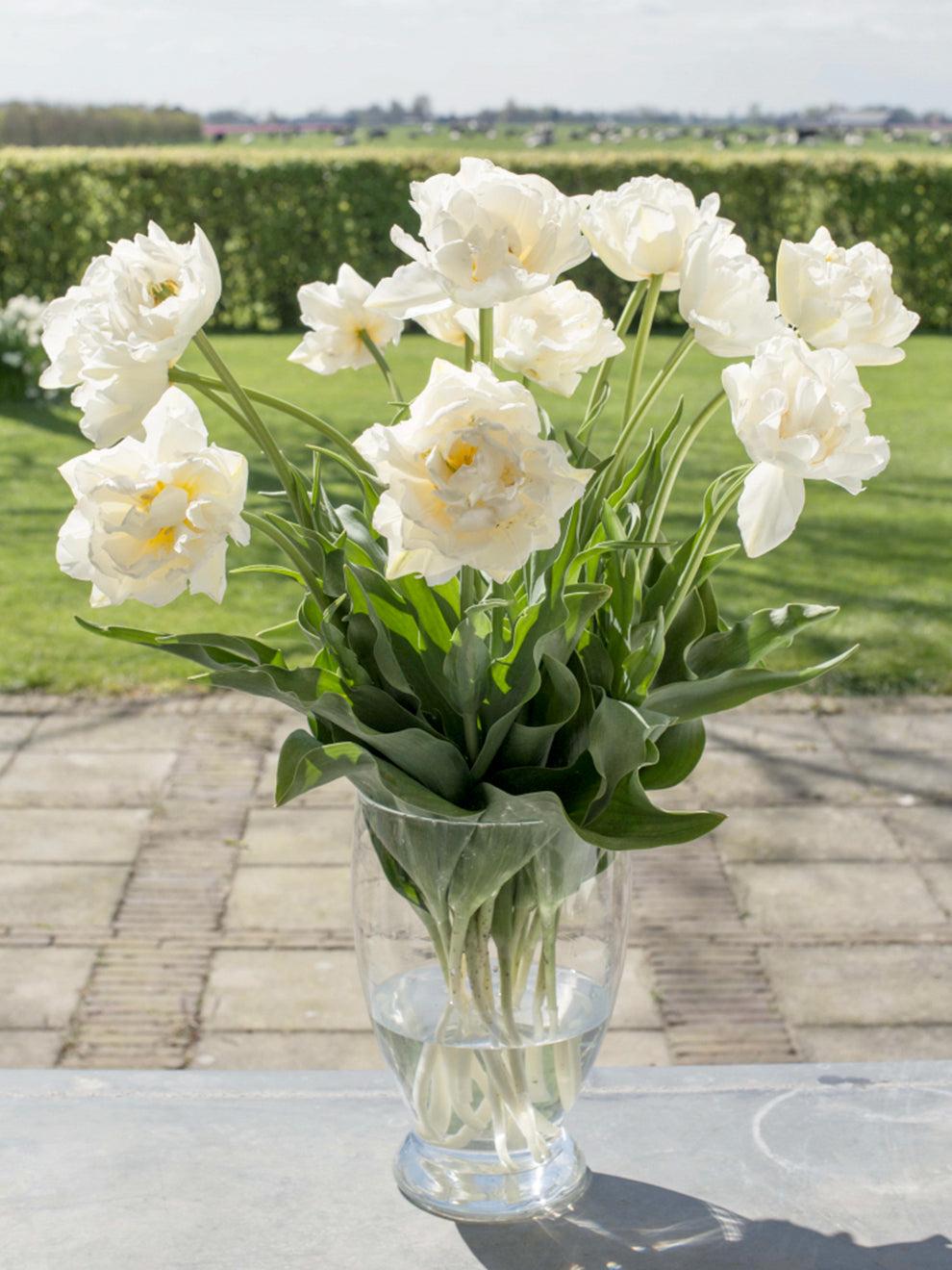 Tulip, Double Early, 'mondial', White - View 5 from www redcrocus com