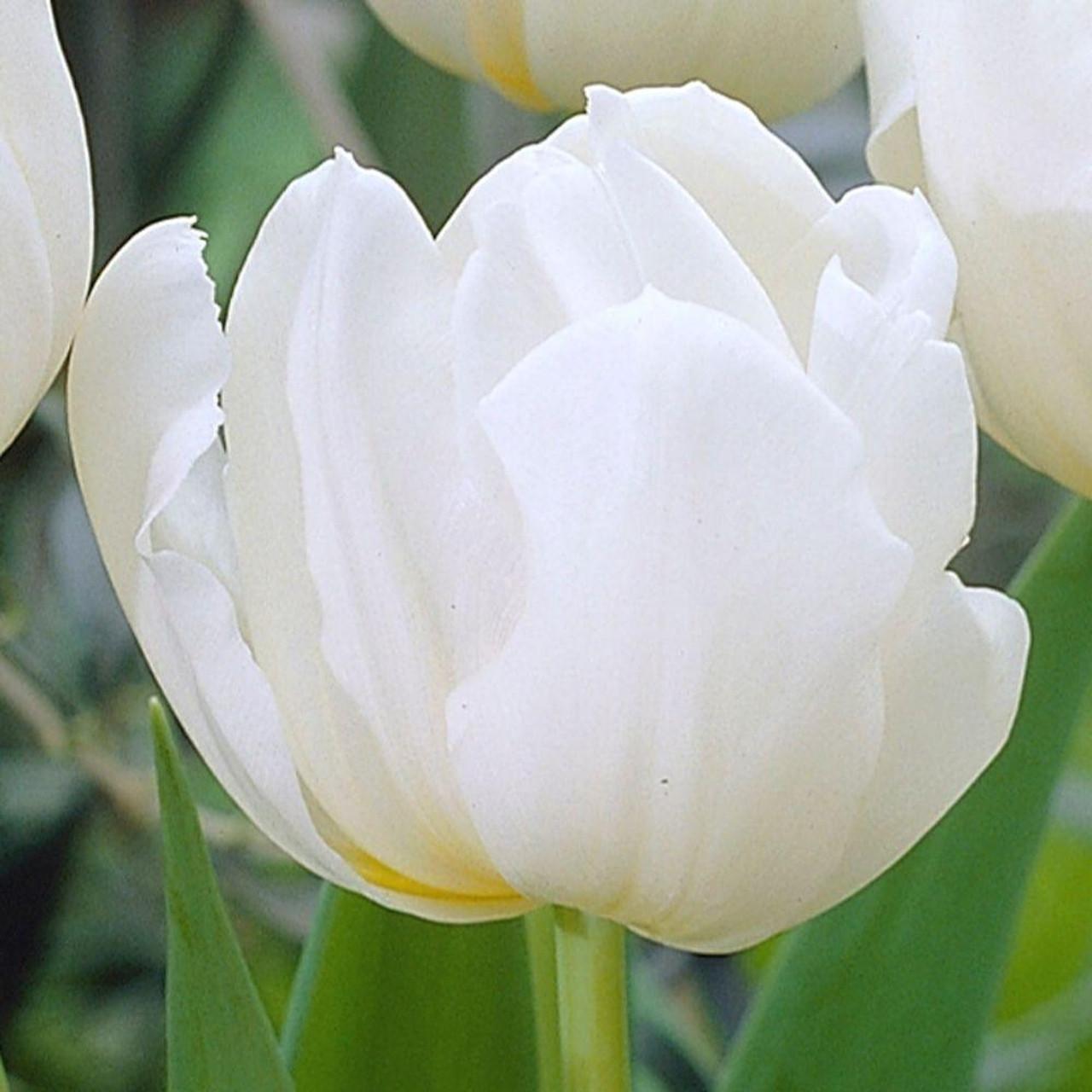 Tulip, Double Early, 'mondial', White - View 6 from www redcrocus com