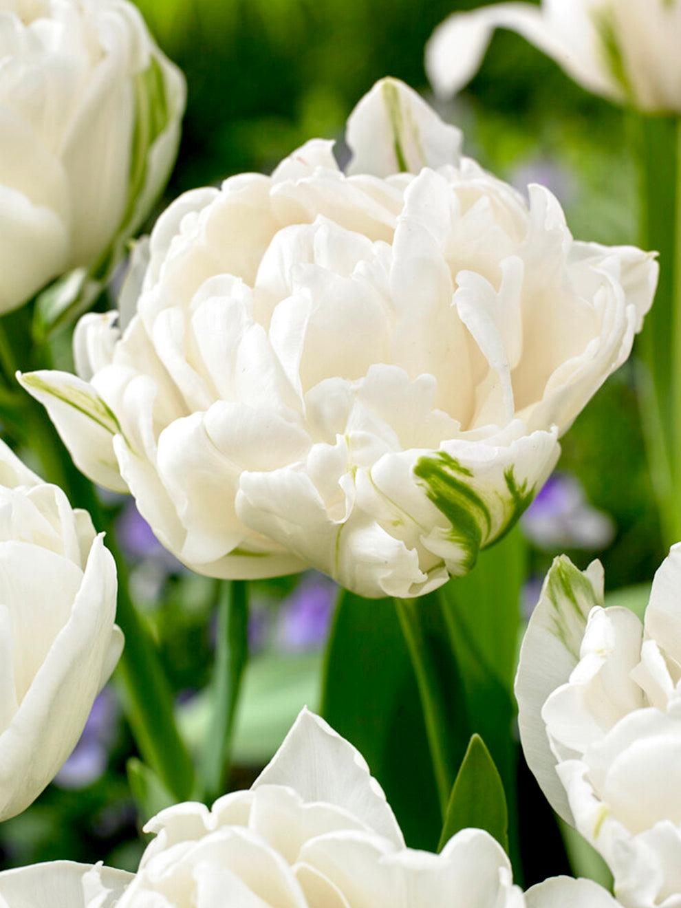 Tulip, Double Early, 'mondial', White - View 7 from www redcrocus com