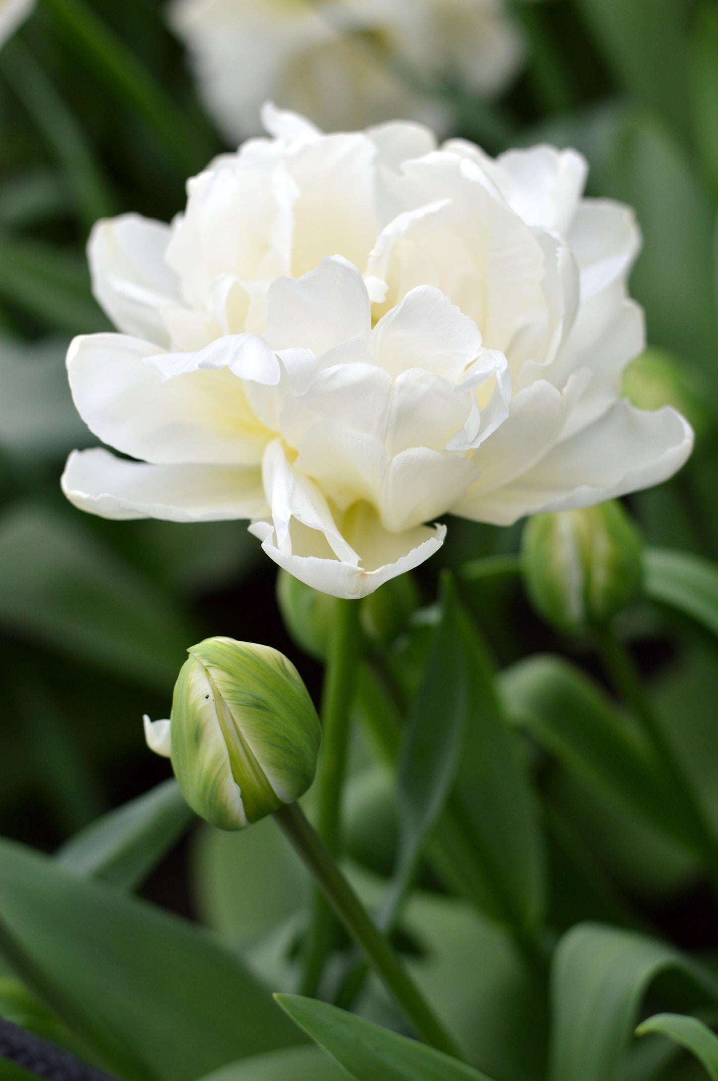 Tulip, Double Early, 'mondial', White - View 9 from www redcrocus com