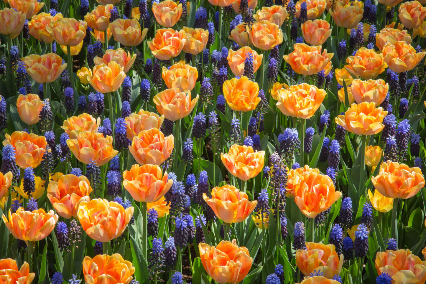 Tulip, Double Early, 'foxy Foxtrot', White, Yellow, Orange Mix - View 10 from www redcrocus com