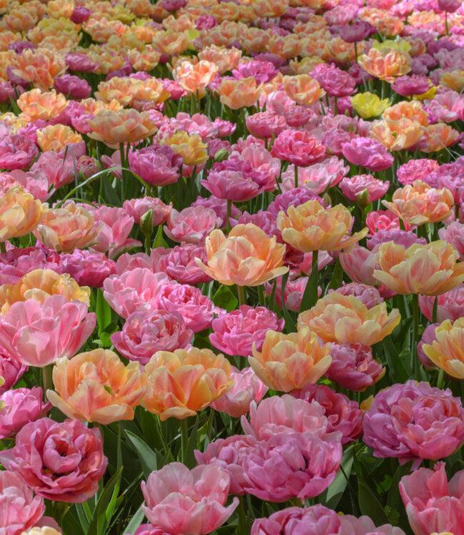 Tulip, Double Early, 'foxy Foxtrot', White, Yellow, Orange Mix - View 11 from www redcrocus com