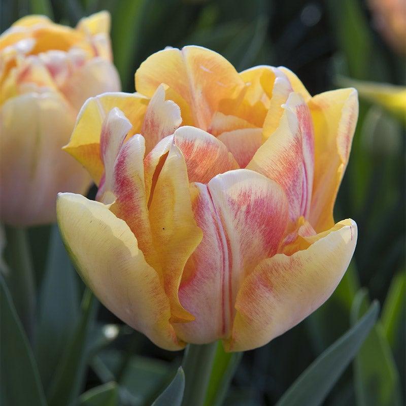 Tulip, Double Early, 'foxy Foxtrot', White, Yellow, Orange Mix - View 16 from www redcrocus com