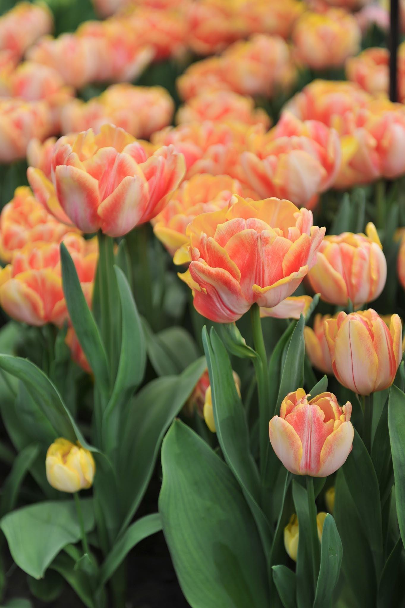 Tulip, Double Early, 'foxy Foxtrot', White, Yellow, Orange Mix - View 17 from www redcrocus com