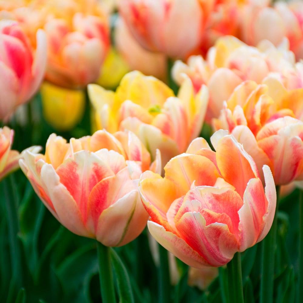 Tulip, Double Early, 'foxy Foxtrot', White, Yellow, Orange Mix - View 21 from www redcrocus com