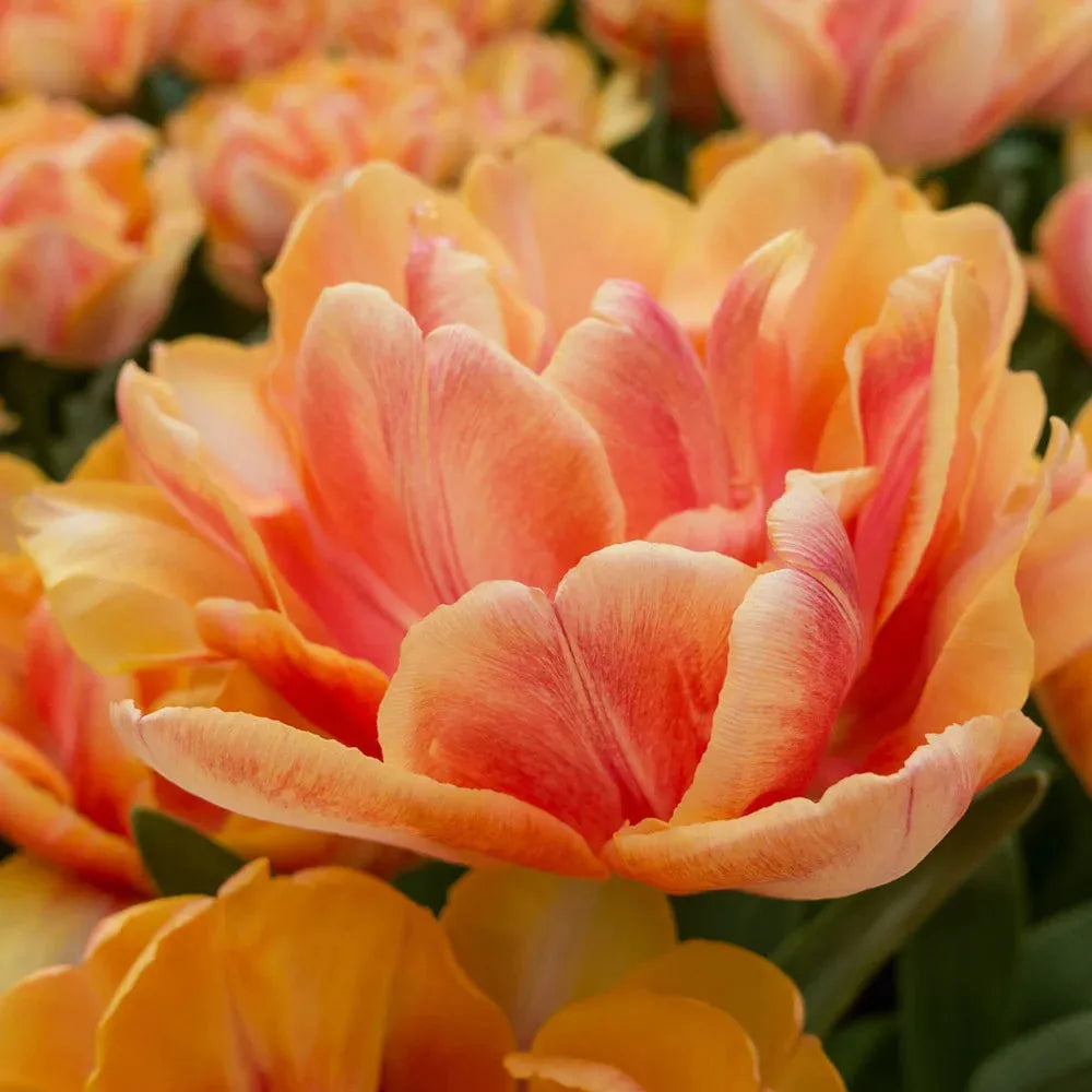 Tulip, Double Early, 'foxy Foxtrot', White, Yellow, Orange Mix - View 22 from www redcrocus com