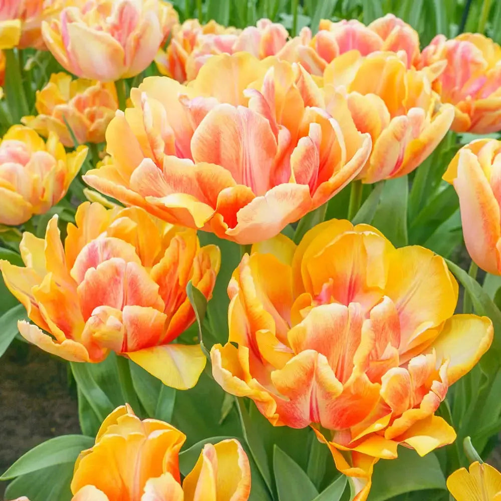 Tulip, Double Early, 'foxy Foxtrot', White, Yellow, Orange Mix - View 24 from www redcrocus com
