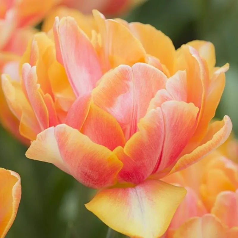 Tulip, Double Early, 'foxy Foxtrot', White, Yellow, Orange Mix - View 25 from www redcrocus com