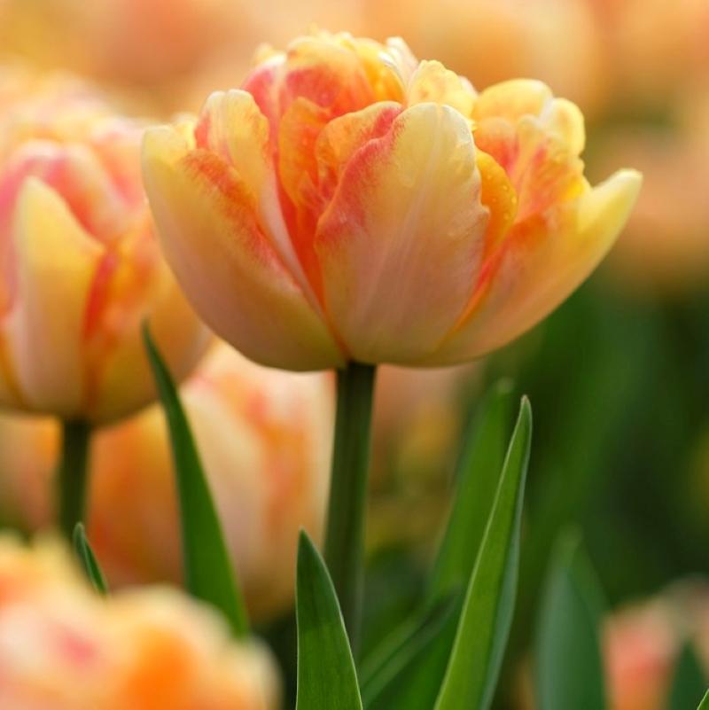 Tulip, Double Early, 'foxy Foxtrot', White, Yellow, Orange Mix - View 26 from www redcrocus com