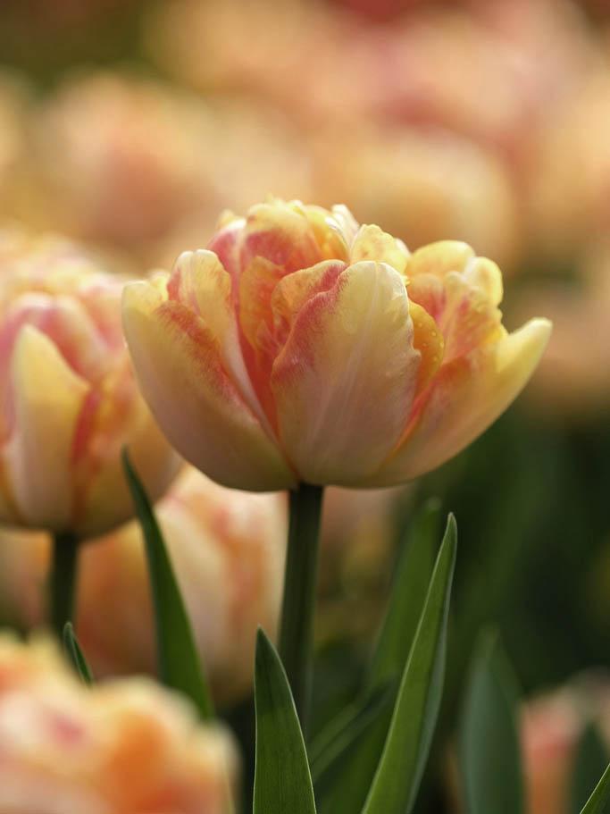 Tulip, Double Early, 'foxy Foxtrot', White, Yellow, Orange Mix - View 28 from www redcrocus com