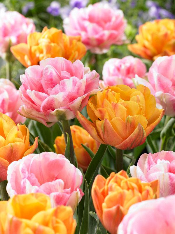 Tulip, Double Early, 'foxy Foxtrot', White, Yellow, Orange Mix - View 29 from www redcrocus com